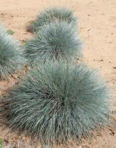 Festuca glauca Intense Blue ® - Fétuque bleue - Vue d'ensemble