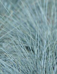 Festuca glauca Intense Blue ® - Fétuque bleue - Feuillage
