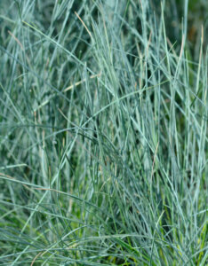 Festuca glauca Intense Blue ® - Fétuque bleue - feuillage