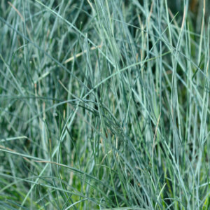 Festuca glauca Intense Blue ® - Fétuque bleue - feuillage