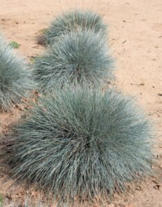 Festuca glauca Intense Blue ® - Fétuque bleue - Vue d'ensemble