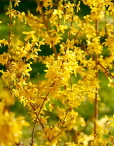 Forsythia intermedia Lynwood - Mimosa de Paris - Floraison