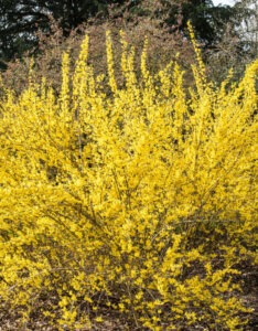 Forsythia intermedia Lynwood - Mimosa de Paris - vue d'ensemble
