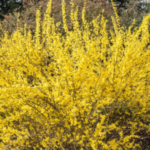 Forsythia intermedia Lynwood - Mimosa de Paris - vue d'ensemble