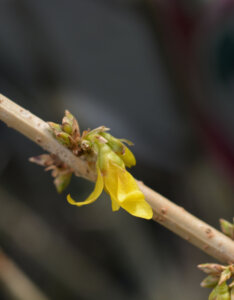 Forsythia intermedia Mikador - Mimosa de Paris - boutons de fleurs