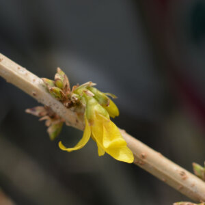 Forsythia intermedia Mikador - Mimosa de Paris - boutons de fleurs