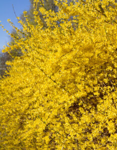 Forsythia intermedia Mikador - Mimosa de Paris - Vue d'ensemble