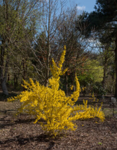 Forsythia intermedia Spectabilis - Mimosa de Paris - Vue d'ensemble