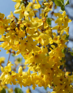 Forsythia intermedia Spectabilis - Mimosa de Paris - fleurs