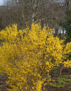 Forsythia intermedia Spectabilis - Mimosa de Paris - vue d'ensemble