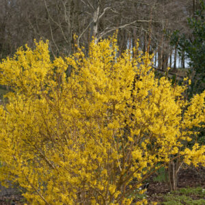 Forsythia intermedia Spectabilis - Mimosa de Paris - vue d'ensemble