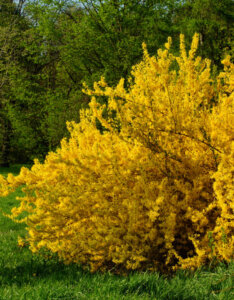 Forsythia intermedia Weekend - Courtalyn - Mimosa de Paris - Vue d'ensemble