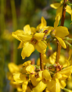 Forsythia intermedia Weekend - Courtalyn - Mimosa de Paris - fleurs