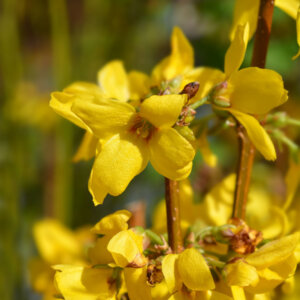 Forsythia intermedia Weekend - Courtalyn - Mimosa de Paris - fleurs