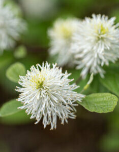 Fothergilla major - Grand aulne de sorcière - fleurs