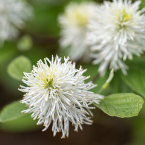 Fothergilla major - Grand aulne de sorcière - fleurs
