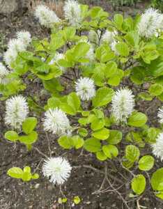 Fothergilla major - Grand aulne de sorcière - Vue d'ensemble