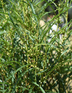 Frangula alnus Fine Line® - Rhamnus frangula - Bourdaine - feuillage et fleurs