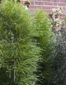 Frangula alnus Fine Line® - Rhamnus frangula - Bourdaine - vue d'ensemble