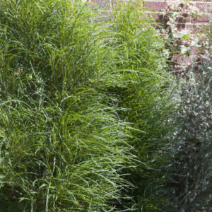 Frangula alnus Fine Line® - Rhamnus frangula - Bourdaine - vue d'ensemble