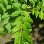 Fraxinus excelsior - Frêne commun - feuillage