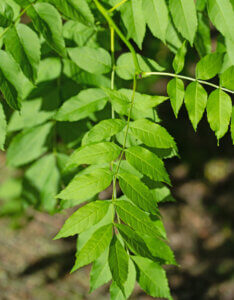 Fraxinus excelsior - Frêne commun - feuillage