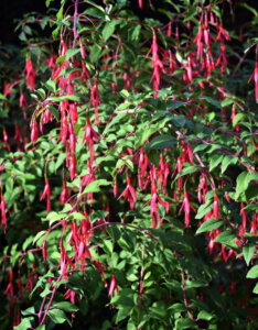 Fuchsia magellanica Riccartonii - Fuchsia de Magellan - vue d'ensemble