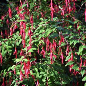 Fuchsia magellanica Riccartonii - Fuchsia de Magellan - vue d'ensemble