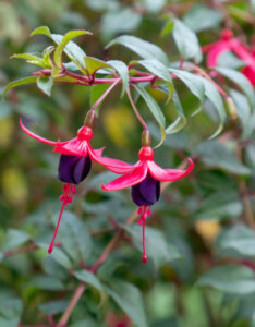 Fuchsia magellanica Riccartonii - Fuchsia de Magellan - fleurs