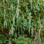 Garrya elliptica James Roof - vue d'ensemble