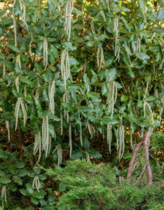 Garrya elliptica James Roof - vue d'ensemble