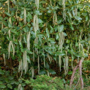 Garrya elliptica James Roof - vue d'ensemble