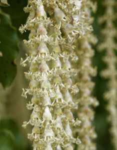 Garrya elliptica James Roof - inflorescences