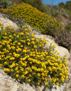 Genista hispanica - Genêt d'Espagne - vue d'ensemble
