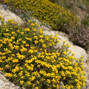Genista hispanica - Genêt d'Espagne - vue d'ensemble