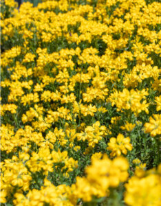 Genista hispanica - Genêt d'Espagne - Fleurs