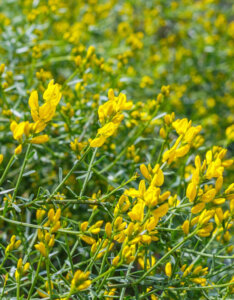 Genista lydia - Genêt de Lydie - fleurs et feuillage