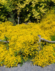Genista lydia - Genêt de Lydie - vue d'ensemble