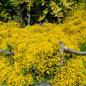 Genista lydia - Genêt de Lydie - vue d'ensemble