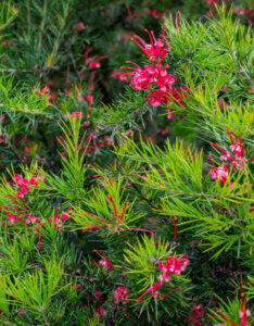 Grevillea juniperina - Grévilléa à feuilles de genévrier - vue d'ensemble