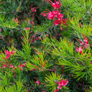 Grevillea juniperina - Grévilléa à feuilles de genévrier - vue d'ensemble