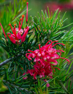 Grevillea juniperina - Grévilléa à feuilles de genévrier - fleurs et feuillage