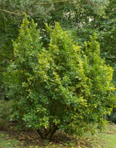 Griselinia littoralis - Griseline du littoral - Vue d'ensemble