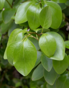 Griselinia littoralis - Griseline du littoral - Feuillage