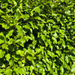 Griselinia littoralis - Griseline du littoral - feuillage