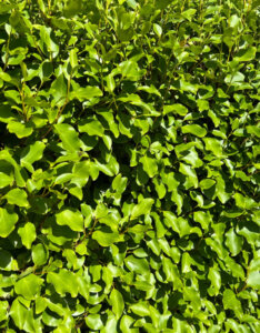 Griselinia littoralis - Griseline du littoral - feuillage