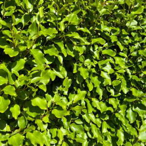 Griselinia littoralis - Griseline du littoral - feuillage
