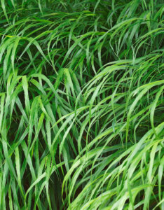 Hakonechloa macra Beni-Kaze - Herbe du Japon - feuillage