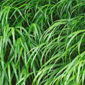 Hakonechloa macra Beni-Kaze - Herbe du Japon - feuillage