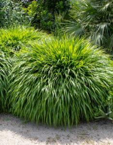 Hakonechloa macra Beni-Kaze - Herbe du Japon - Vue d'ensemble